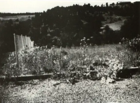 Monte de los Cortos 338 - Duruelo