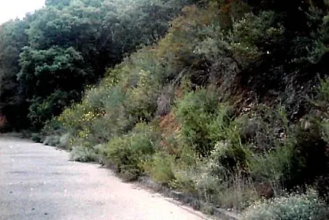 Calle Eucaliptus, 13