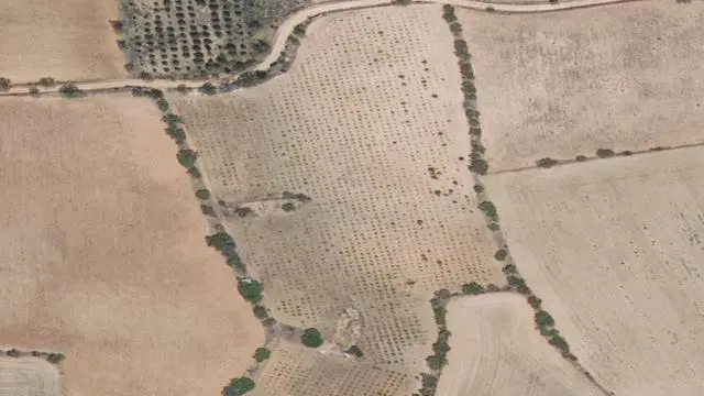 Paraje la Plana, Polígono 22, Parte de la Parcela 113