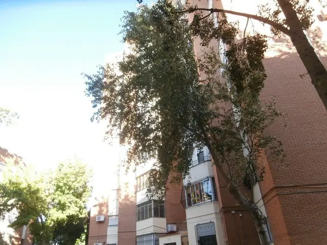 Avenida Cinta 2 6b
